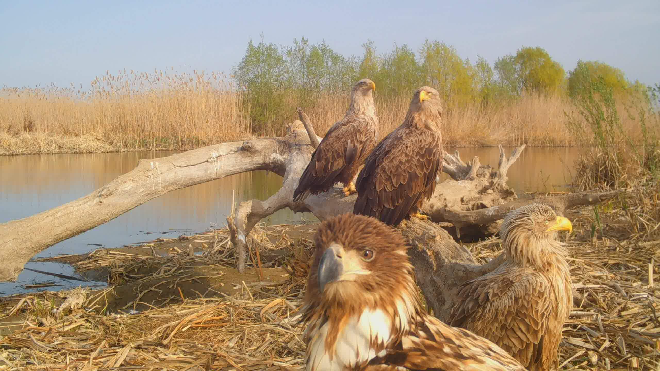 STC_0036.MOV_snapshot_00.17.588