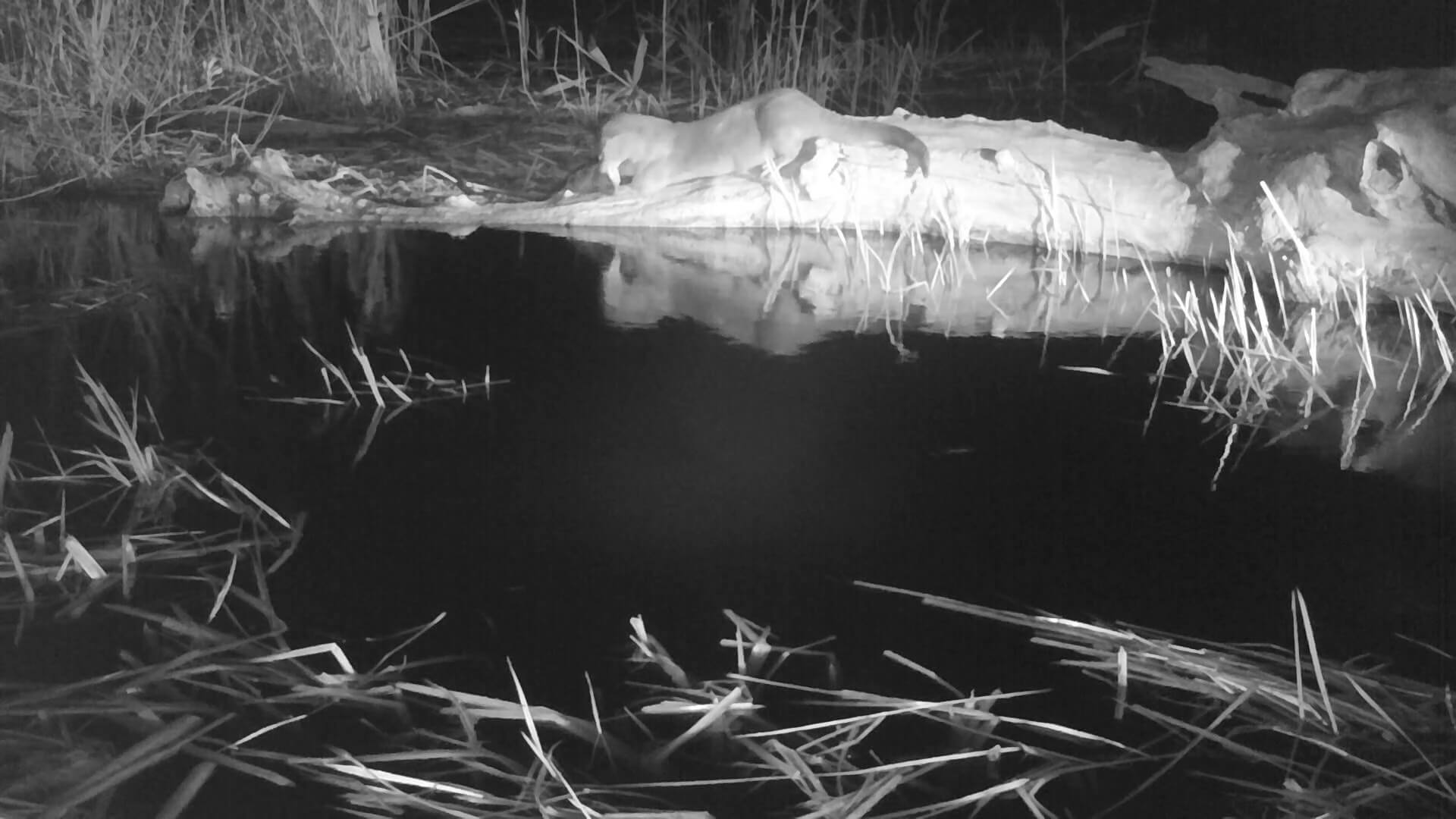 Выдра фотоловушка