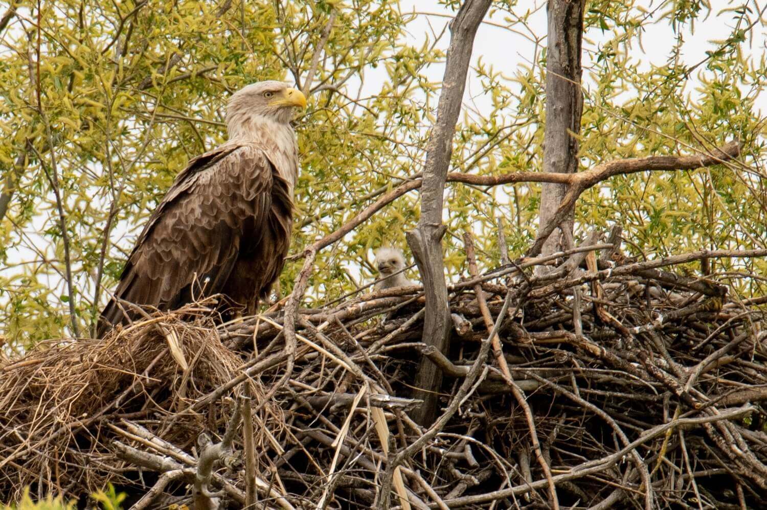 Птенцы-пуховики орланов-белохвостов, Максим Перковский (1)
