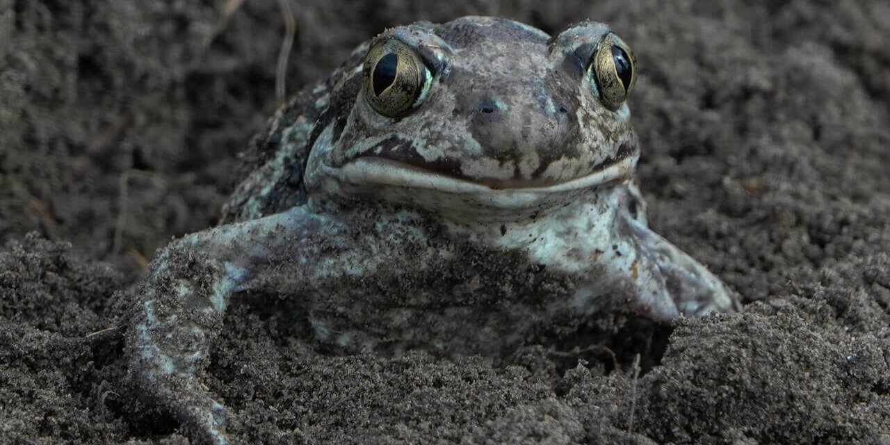 Чесночница, Олег Шумаков