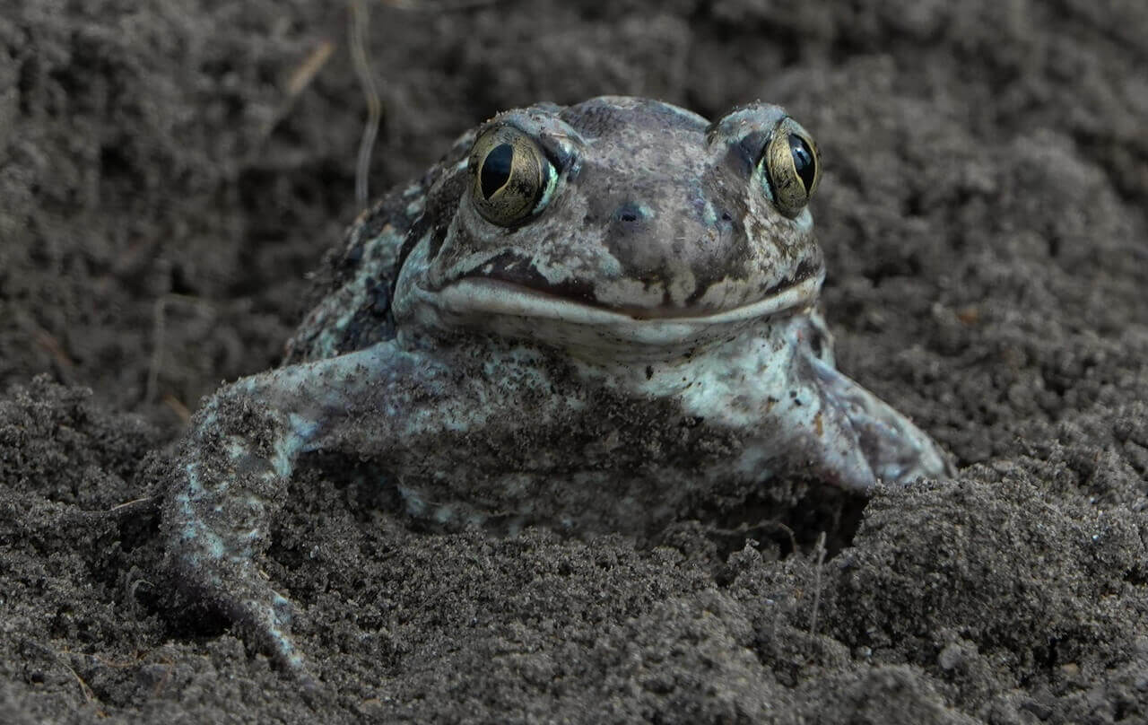 Чесночница, Олег Шумаков