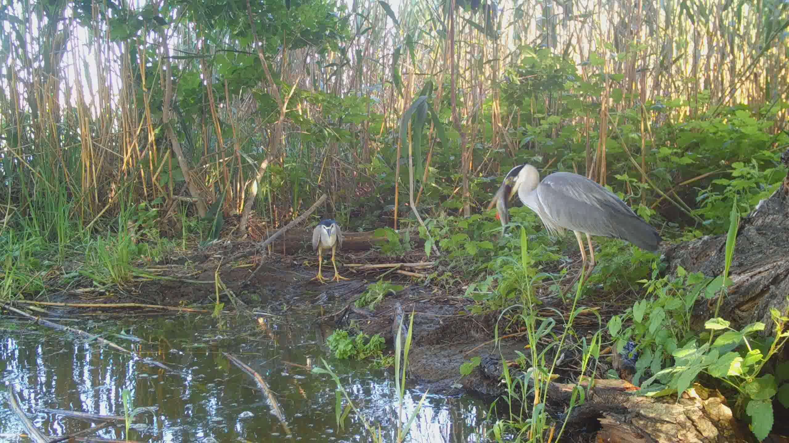 STC_0019.MOV_snapshot_00.32.090