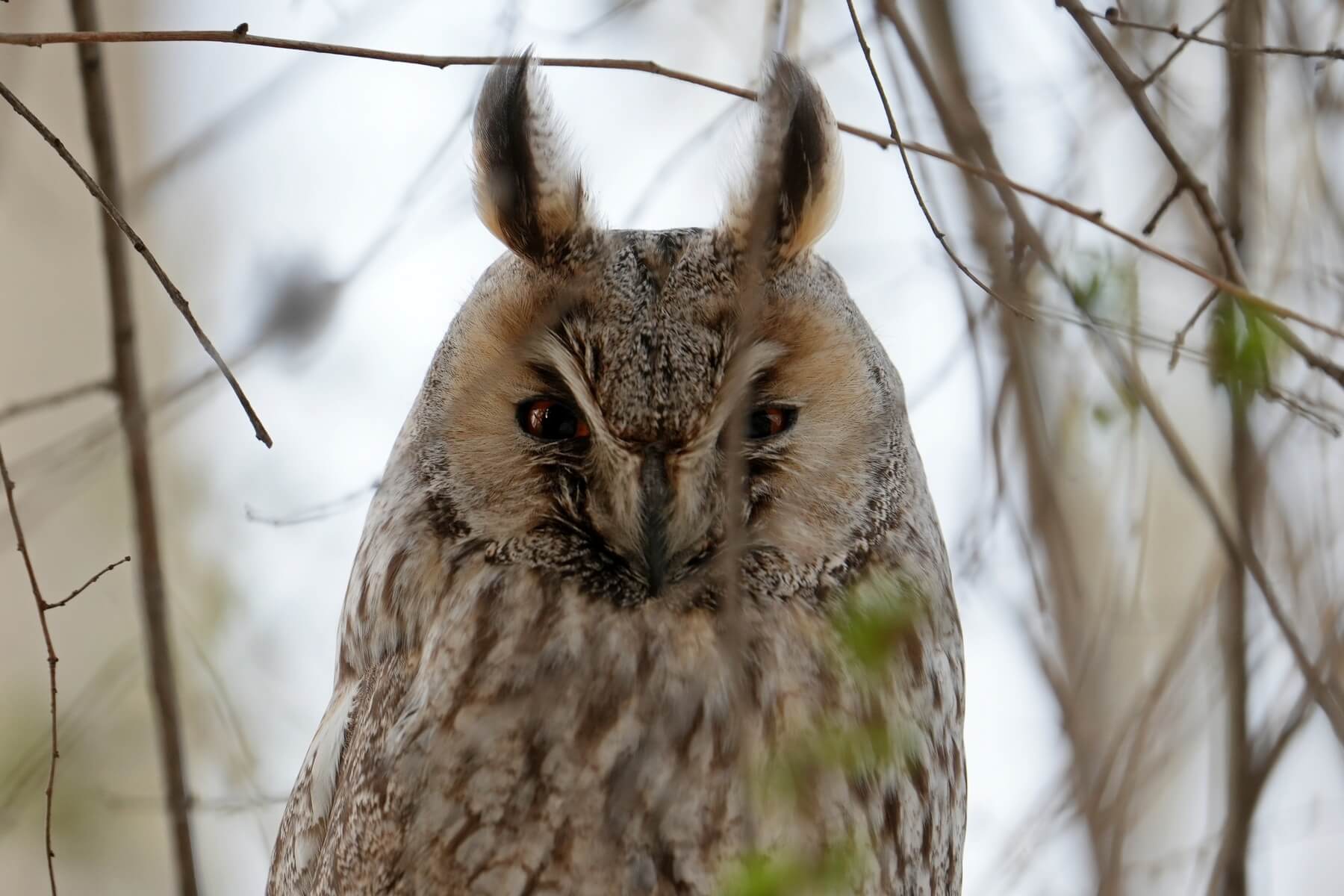 Ушастая сова, Марина Вильданова