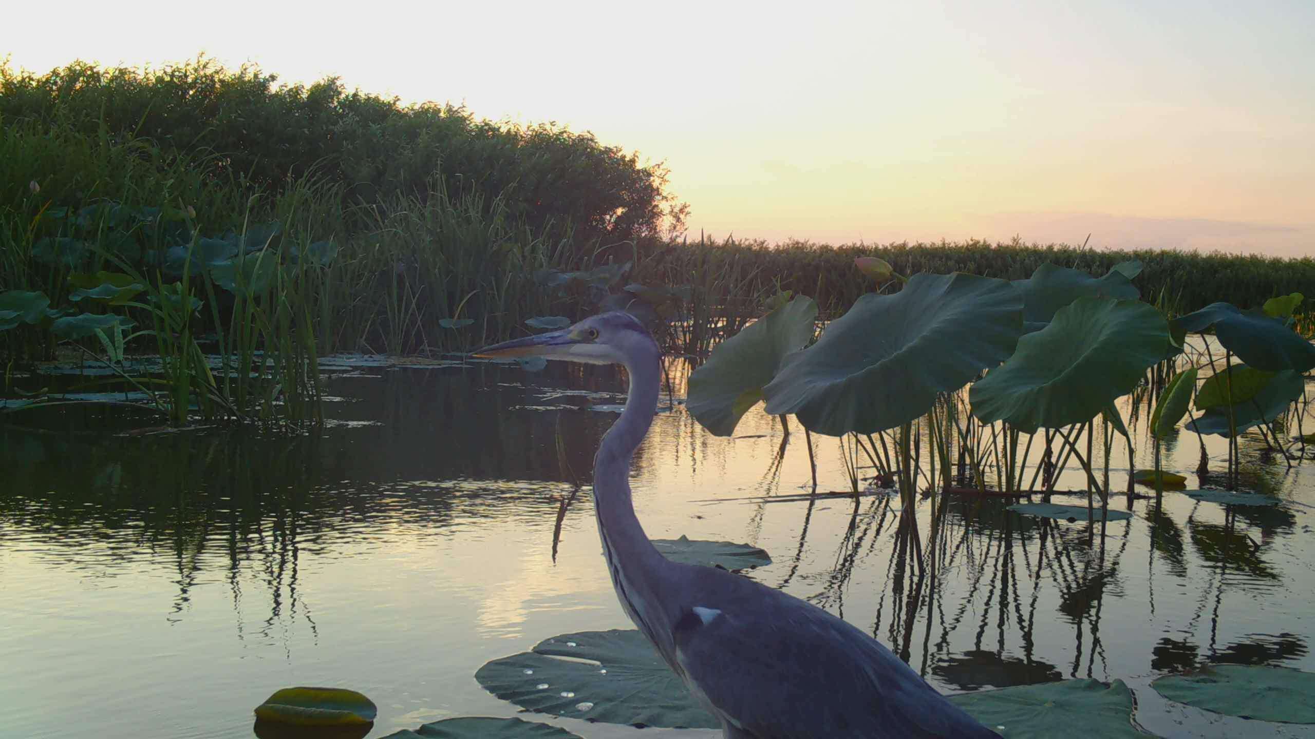 STC_0047.MOV_snapshot_00.03.107