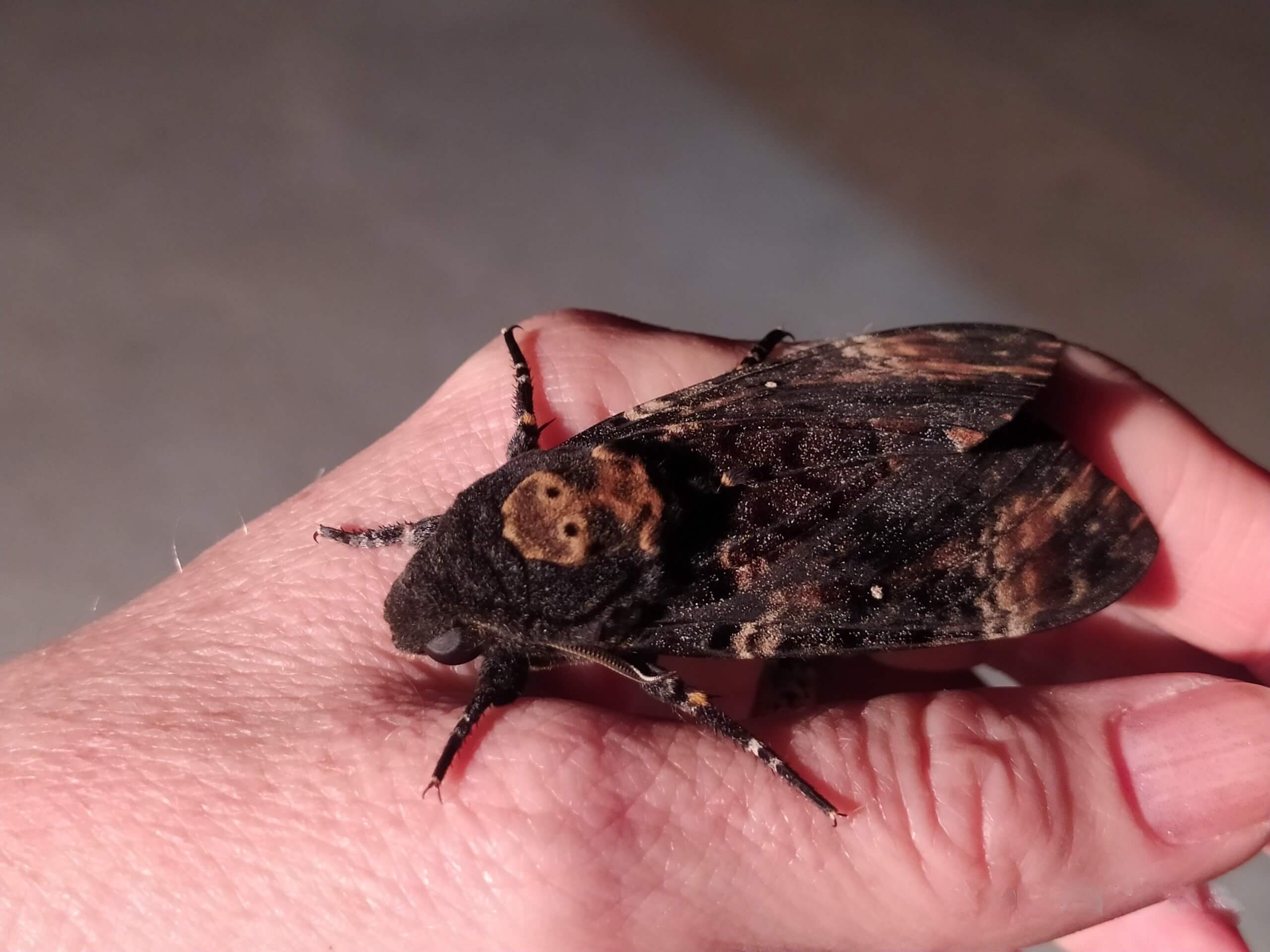 Бражник Мёртвая голова, Наталья Литвинова