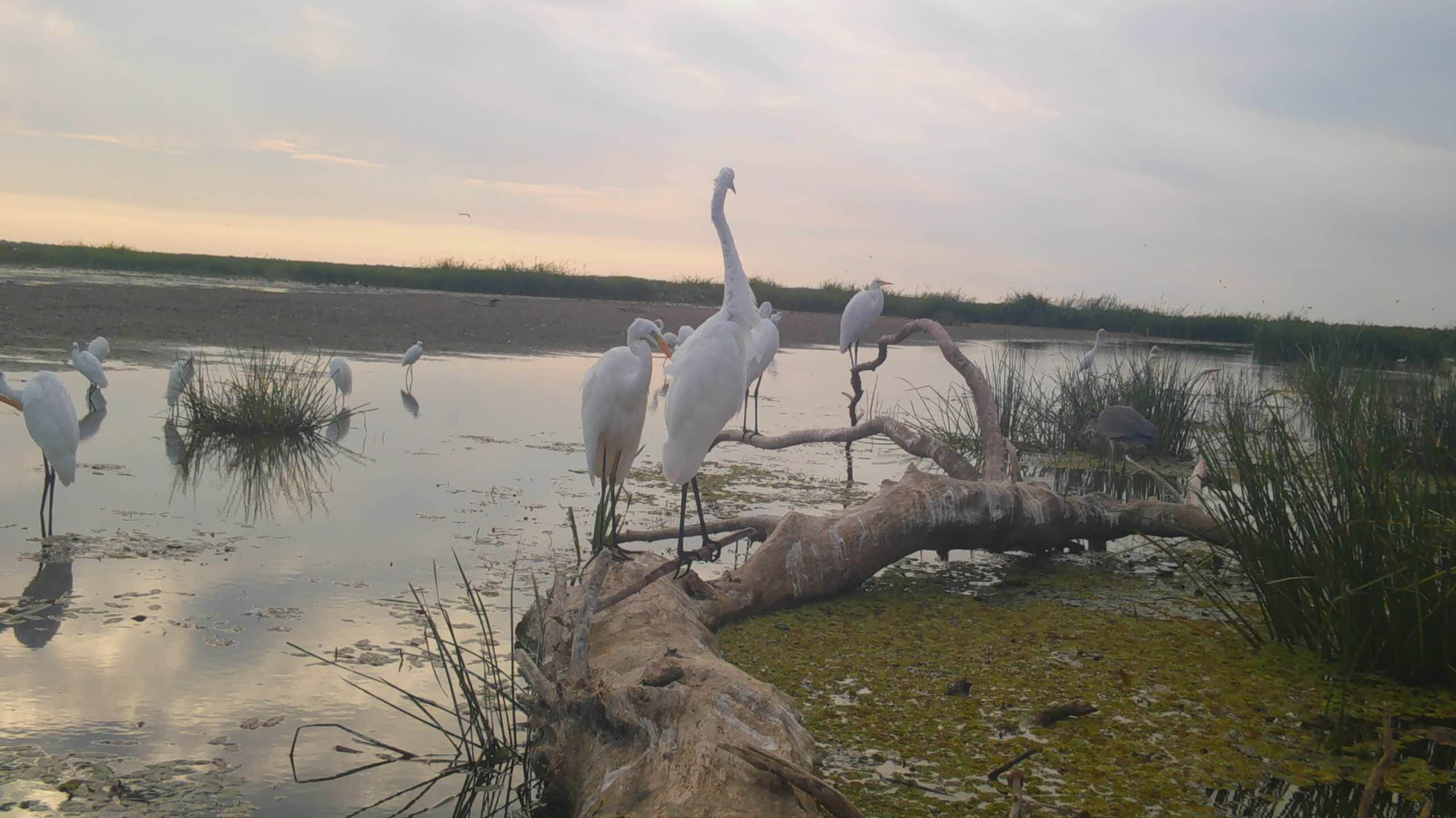 STC_0013.MOV_snapshot_00.09.803