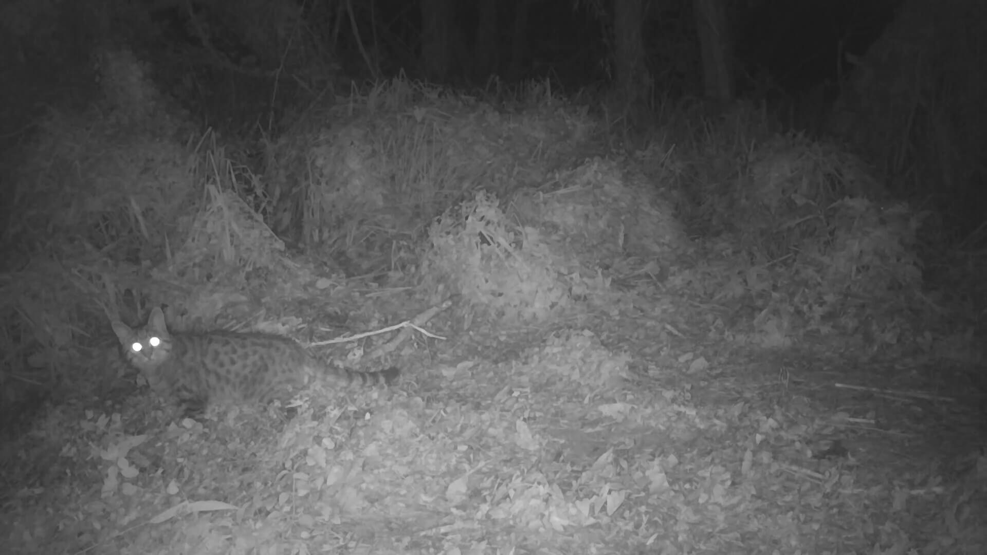 Степной кот бродит в ночи. Евгений Полонский из архива.MOV_snapshot_00.24.571