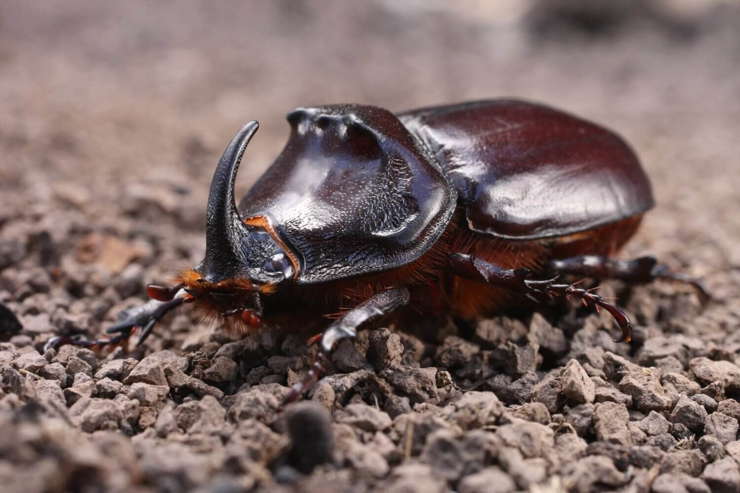 2. Жук – носорог, Станислав Шинкаренко.jpg