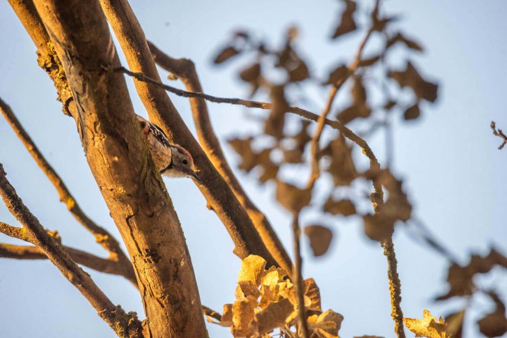 средний пёстрый дятел