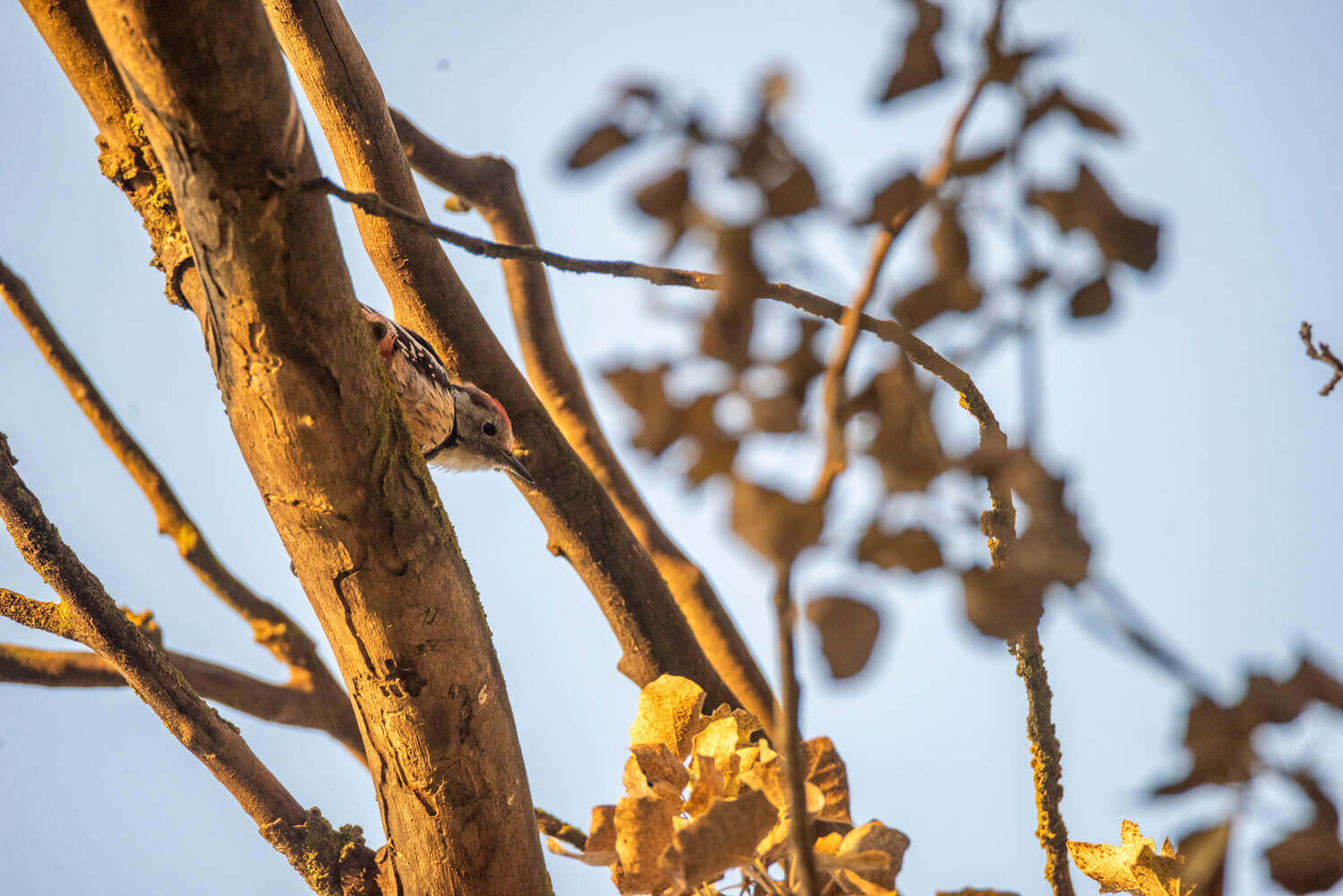 средний пёстрый дятел