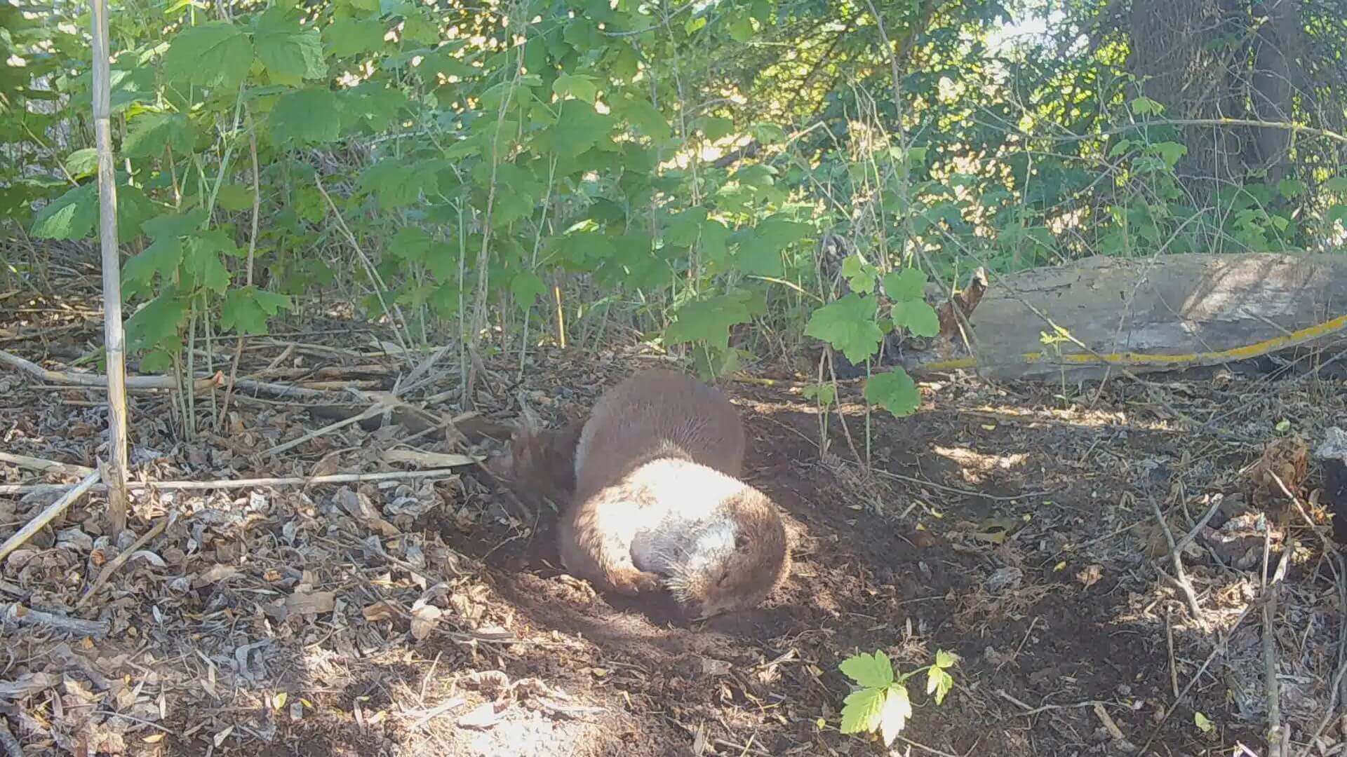 выдра.mp4_snapshot_00.33.708