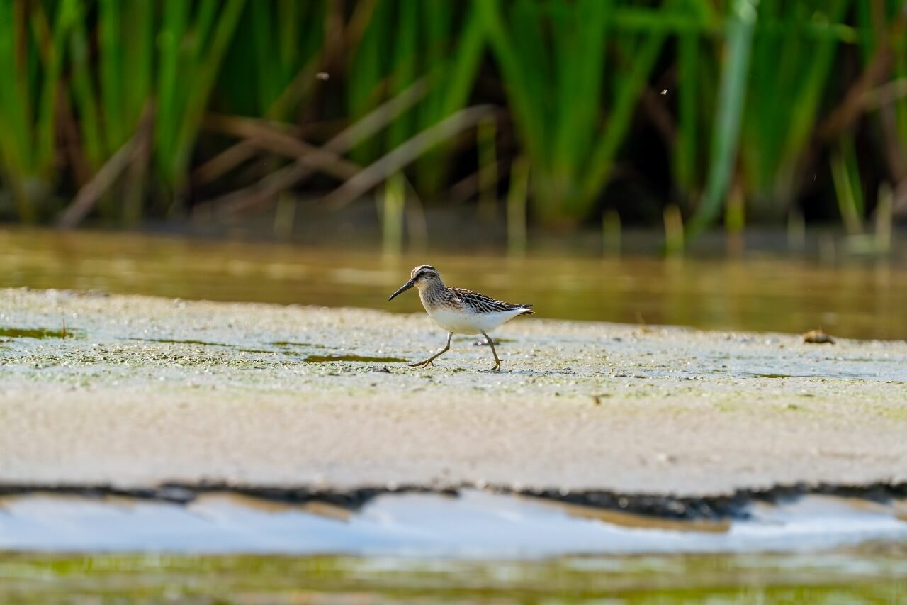Грязовик, Максим Перковский