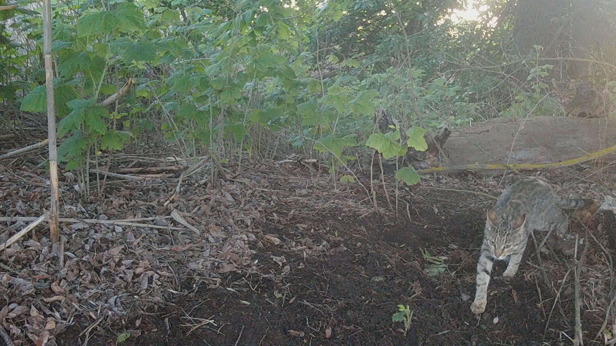 Найди второго кота, Евгений Полонский.MOV_snapshot_00.01.494