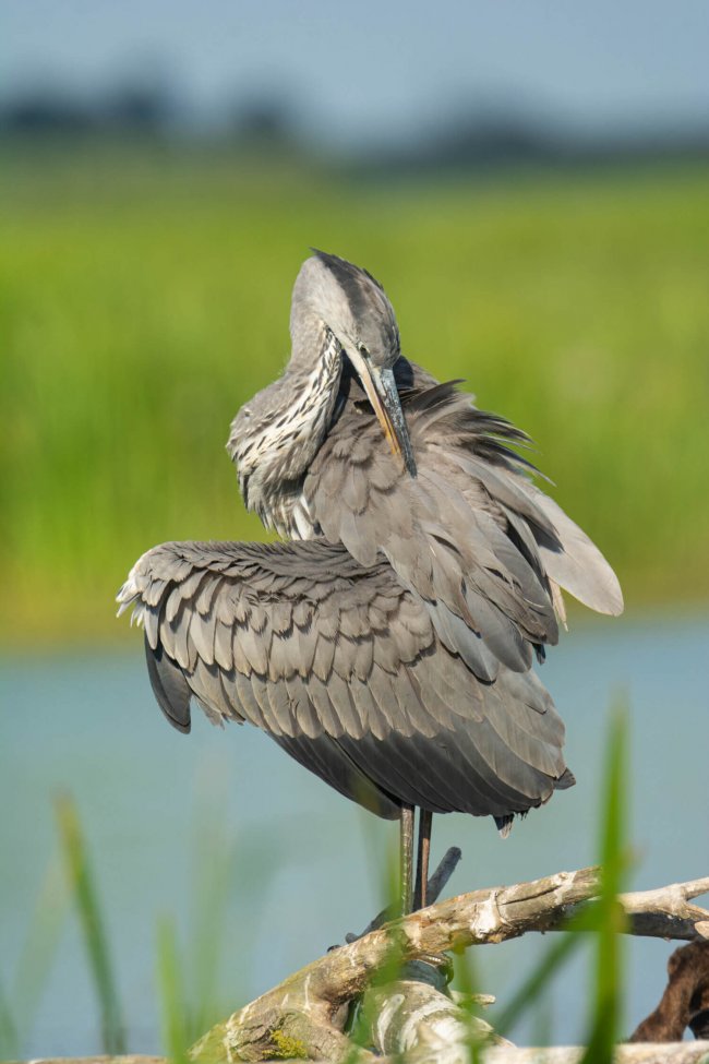 Серая цапля. Стрелков