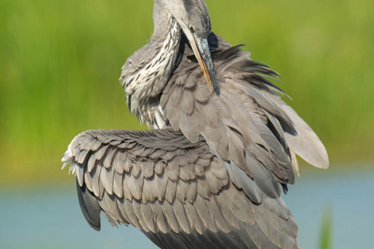 Серая цапля. Стрелков