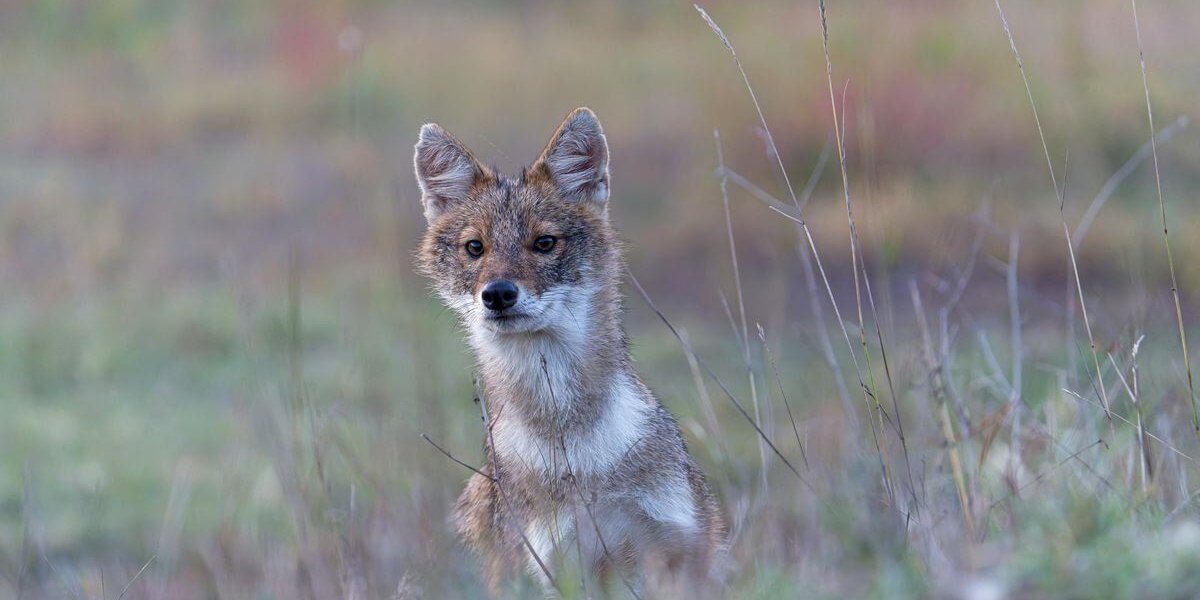 03_Вильданова_Любопытство