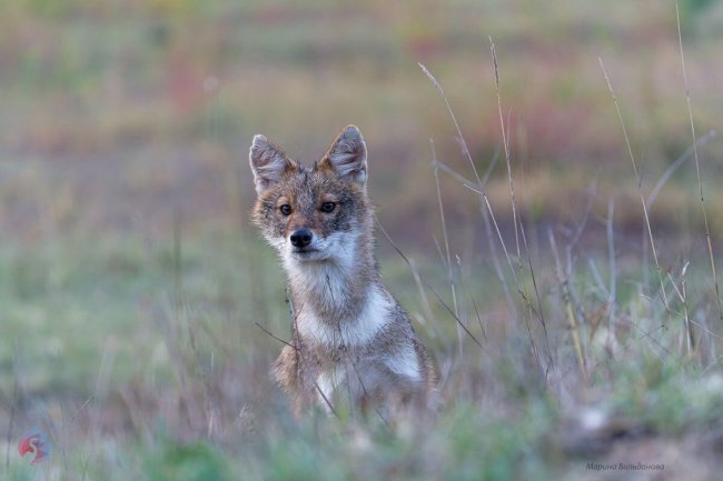 03_Вильданова_Любопытство
