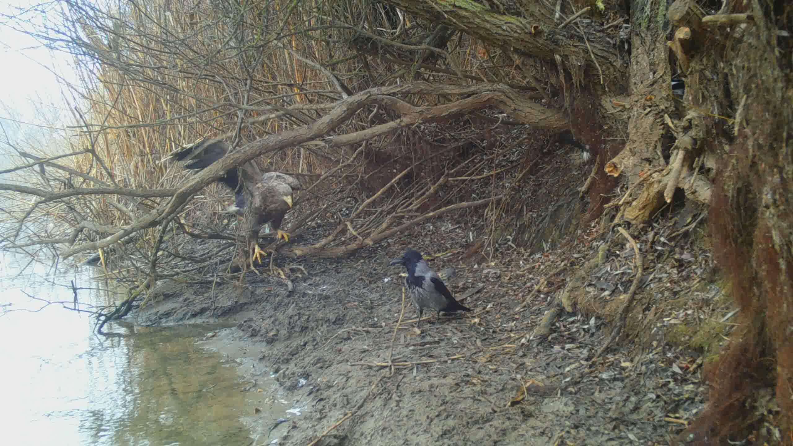 STC_0057.MOV_snapshot_00.01.472