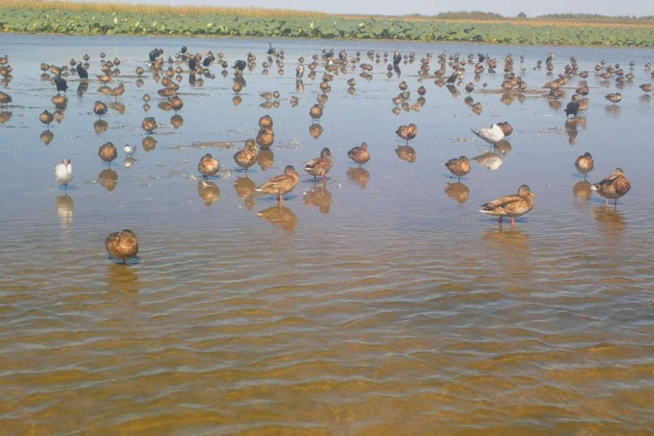 Большой баклан занимает место под солнцем, чтобы просушить крылья. Евгений Полонский из архива.MOV_snapshot_00.01.248