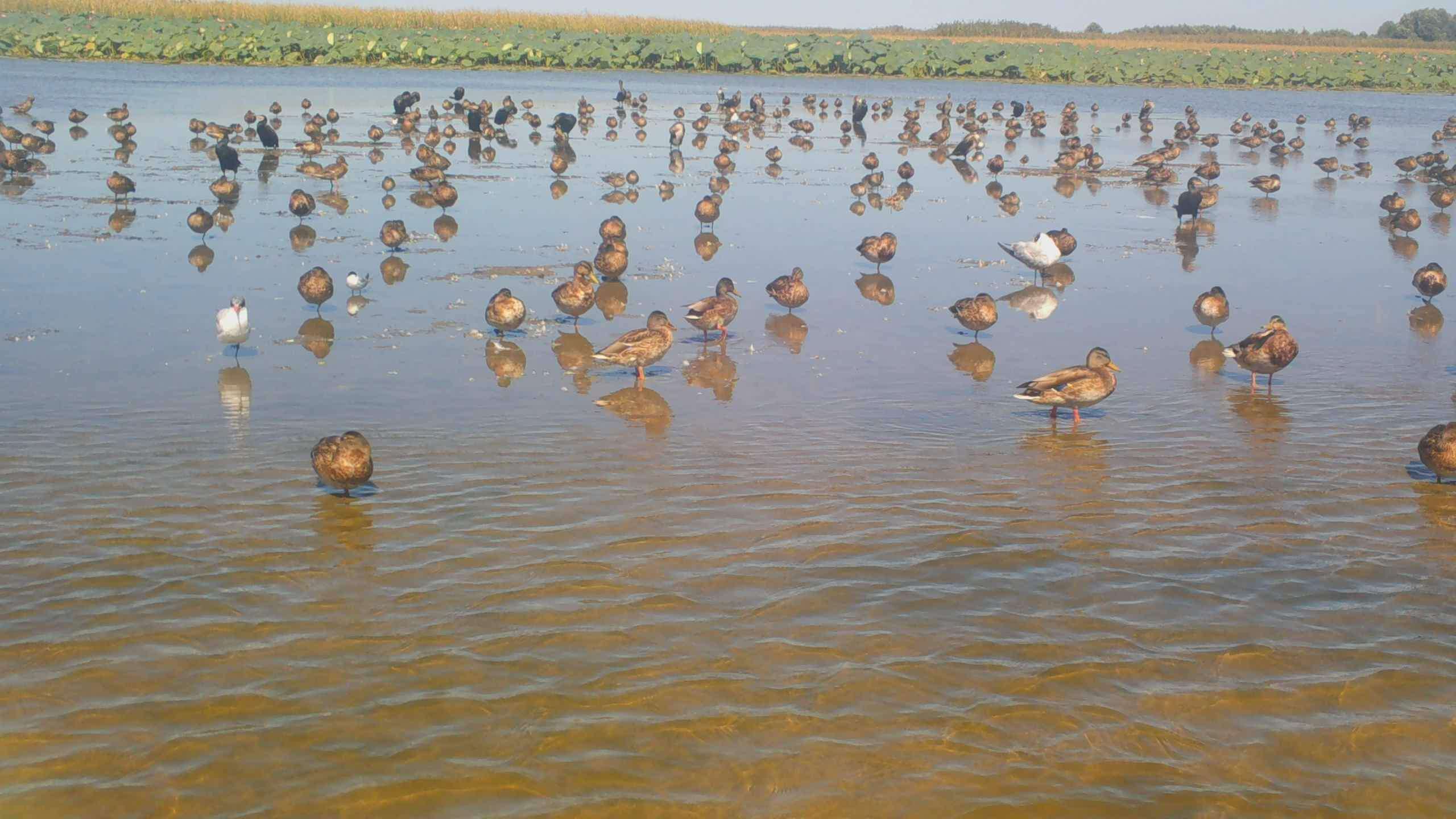 Большой баклан занимает место под солнцем, чтобы просушить крылья. Евгений Полонский из архива.MOV_snapshot_00.01.248