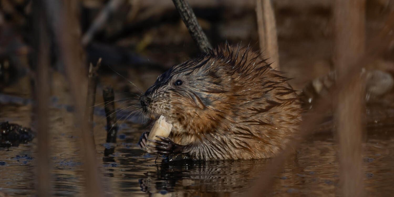 Ондатра, Дмитрий Власов