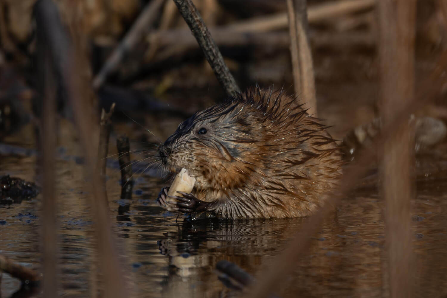 Ондатра, Дмитрий Власов