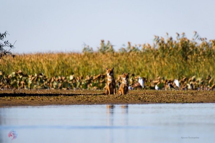 На песчаной косе, Арина Пискарёва