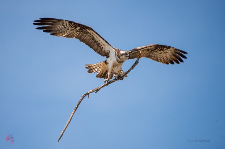 Семейные хлопоты скопы