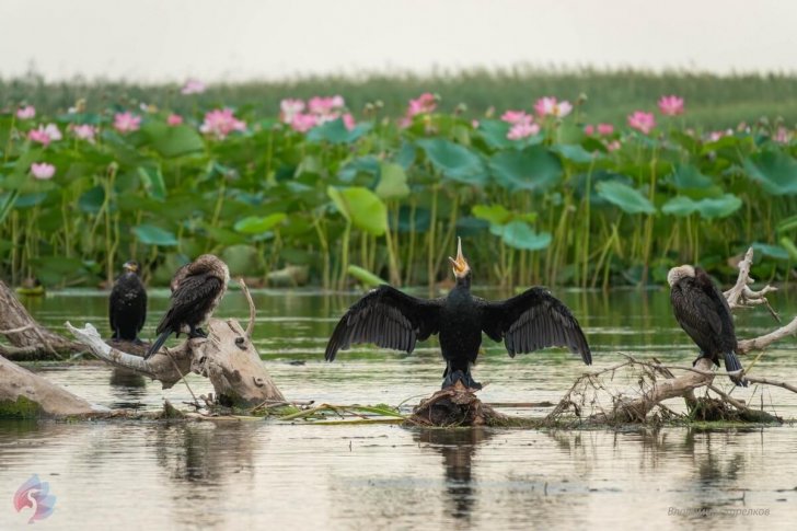 Расправь крылья, Владимир Стрелков