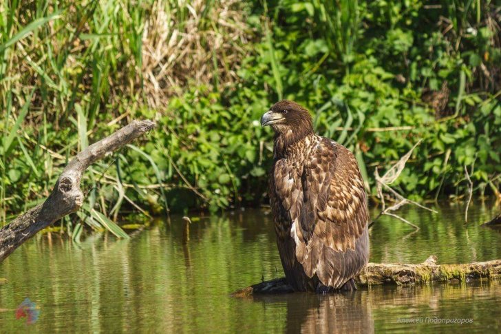 Юный орлан, Алексей Подопригоров