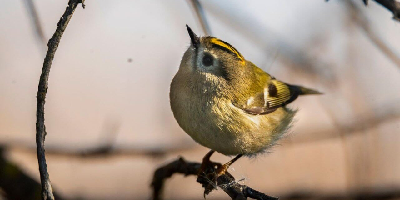 Желтоголовый королёк, Артём Шумов