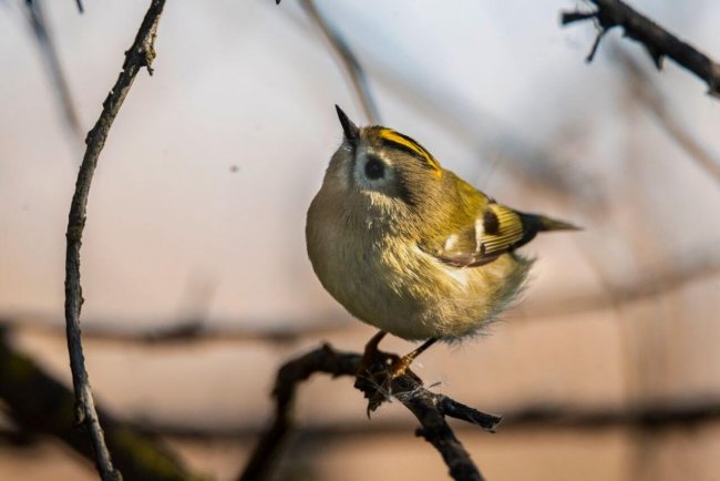 Желтоголовый королёк, Артём Шумов