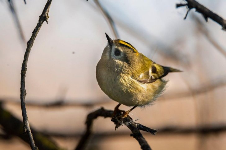 Желтоголовый королёк, Артём Шумов