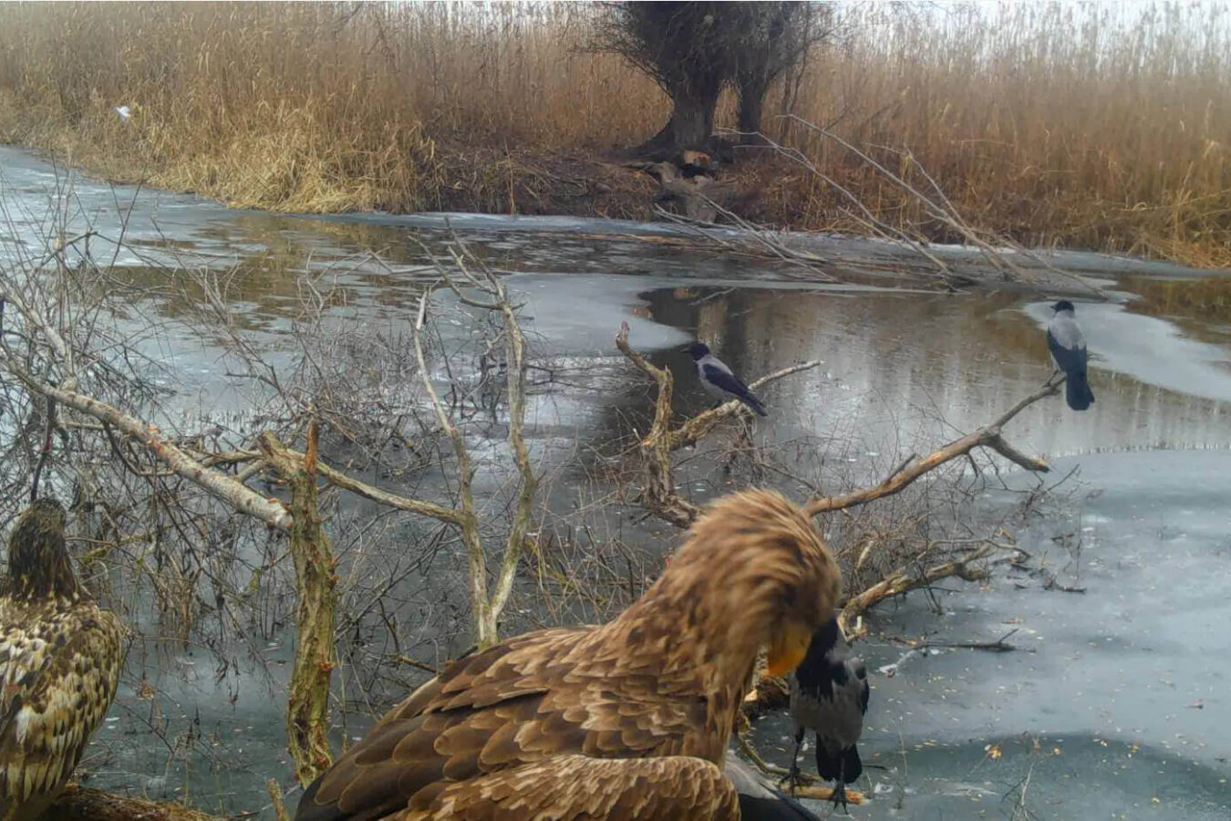 Снимок экрана (15) (1)