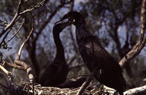 Большой баклан (Phalacrocorax carbo)