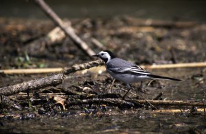 Белая трясогузка (Motacilla alba)           