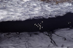 Лебеди-кликуны (Cygnus cygnus)