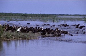 Большие бакланы и (Phalacrocorax carbo) малая белая цапля ( Egretta garzetta)