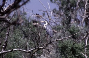 Серая цапля (Ardea cinerea)