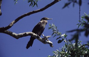 Большой баклан (Phalacrocorax carbo)