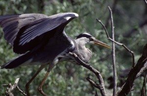 Серая цапля (Ardea cinerea)