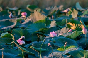 Белощекая крачка (Chlidonias hybrida)