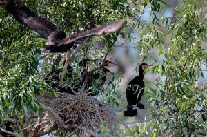 Большие бакланы (Phalacrocorax carbo)