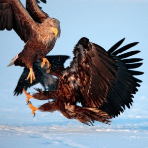 Орлан-белохвост (Haliaeetus albicilla) 