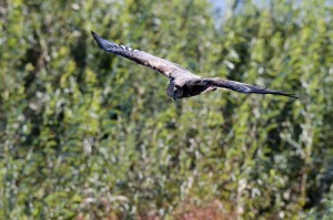 Болотный лунь (Circus aeruginosus)