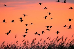 Каравайки ( Plegadis falcinellus)