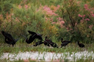 Каравайки ( Plegadis falcinellus)
