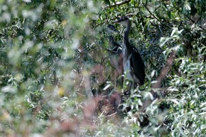 Серая цапля (Ardea cinerea) 