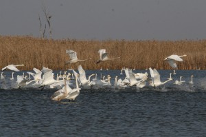 Лебеди-кликуны (Cygnus cygnus)                 