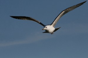 Хохотунья (Larus cachinnans)                 